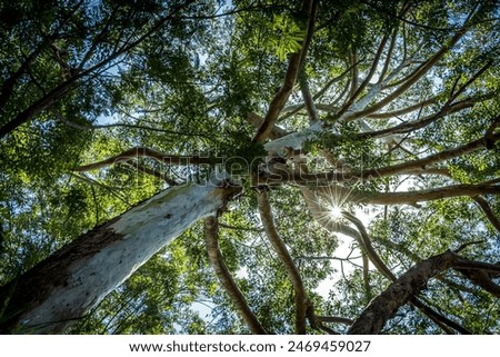 Sun between tall tree branches in forest seen from below