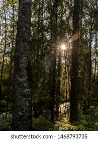 Sun between trees. River in forest reflecting sunlight. 