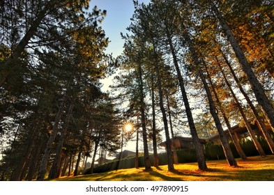 Sun between the trees/ Sun is shining/ Landscape