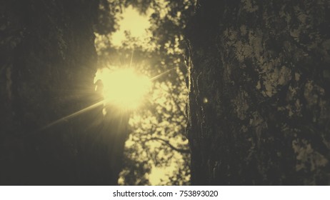 sun between two trees