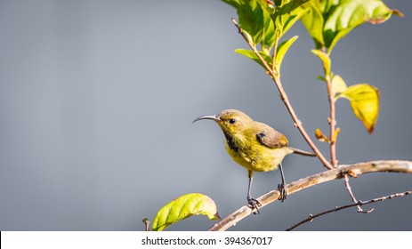 Sun bird