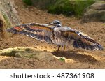 Sun bittern, Eurypyga helias