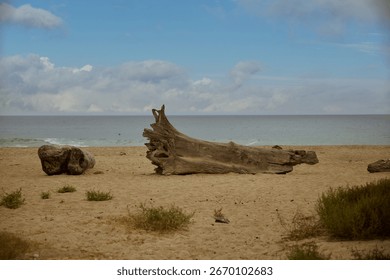 Sun bleached log washed ashore the beach 