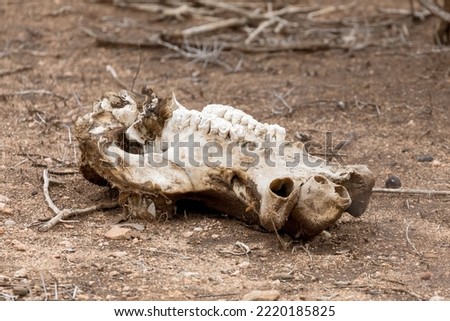 The sun bleached skull of a hippo, Hippopotamus amphibius, decaying in Kruger National Park, South Africa.