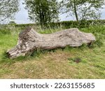 Sun bleached tree stump laying in grass in a forest. Derbyshire, UK. JUly 2020. 