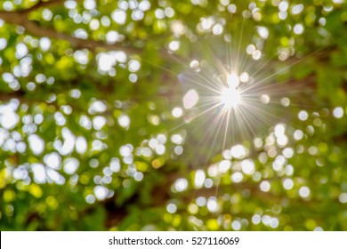Sun bokeh tree