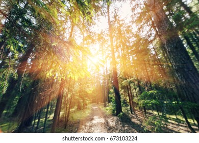 Sun breaking through pine trees. elective focus on the foreground