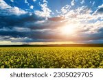 The sun breaking through storm clouds in a flowering rapeseed field. Changing weather.