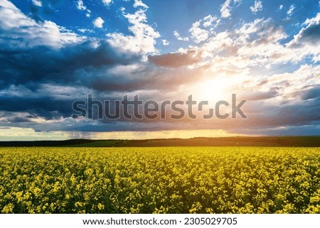 The sun breaking through storm clouds in a flowering rapeseed field. Changing weather.