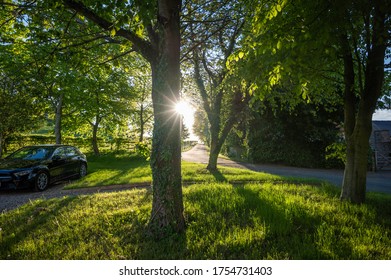 A sun burst behind a tree in a small green wood.