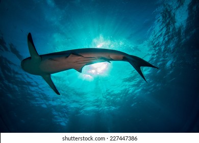 Sun burst with a reef shark in the sea of Abaco in the Bahamas