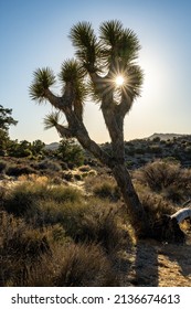 Sun Burst Through Leaning Joshua Tree On Winter Day