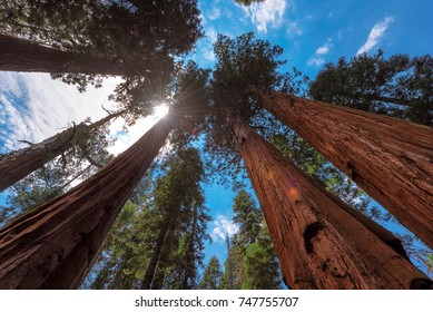 The Sun Bursting Through Giant Redwood Trees Along The Congress Trail In Sequoia National Park. 
