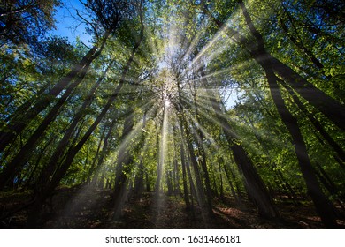 sun casting beautiful rays of light through the branches in the green forest