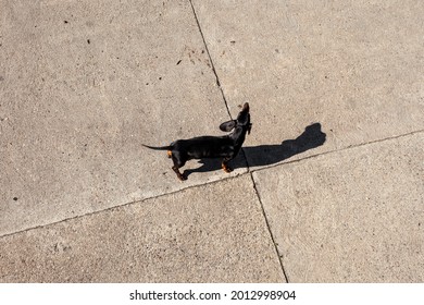 Sun casts shadow of dachshund dog. Shadow of a dachshund on the asphalt 