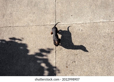Sun casts shadow of dachshund dog. Shadow of a dachshund on the asphalt 