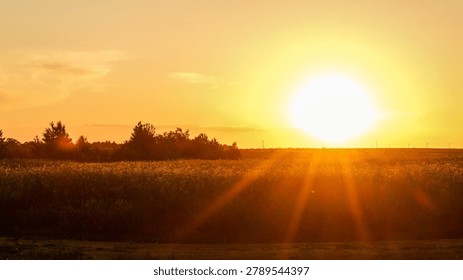 The sun casts warm rays across a vast field of blooming wildflowers, creating a serene natural landscape at dusk