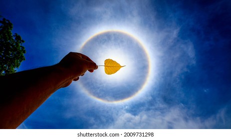 The sun with a circular rainbow on the periphery is known as the globular sun and the yellow leaves that hold the sun. - Shutterstock ID 2009731298