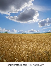 Sun clearing clouds on a wheat farm with copyspace. Sun rays shining on barley growing on rural organic farmland. Rye growing on open field with copy space. Sustainable agriculture in the countryside - Shutterstock ID 2175246619
