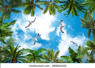 Sun And Cloudy Sky, Palm Trees And Doves