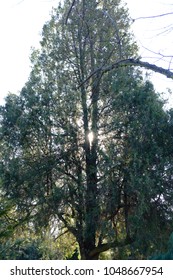 sun comes thru the tree