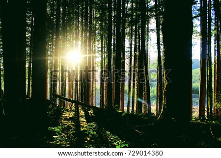 Sun coming though the Forest