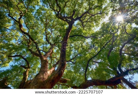The sun coming through the crown of ancient camphor tree (Cinnamomum camphora) in the  garden. Tokyo. Japan