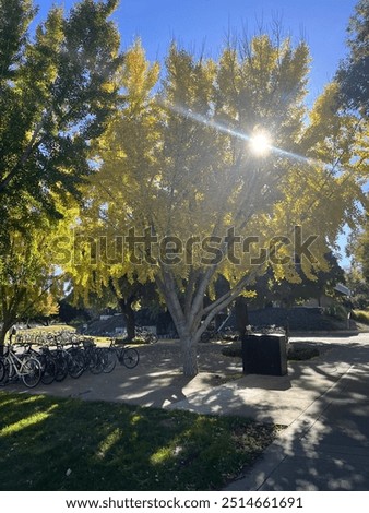 Sun coming through tree at UC Davis