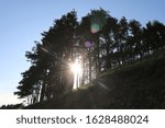 Sun Coming Through the Trees