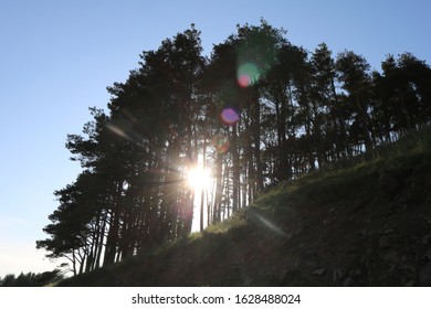 Sun Coming Through the Trees