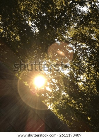 The Sun Coming Through Trees