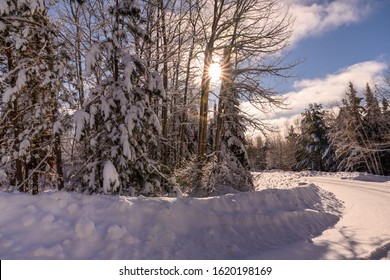 Sun coming through trees. Bend in the road. Winter wonderland landscape