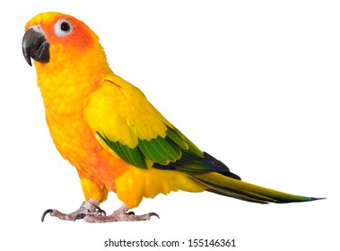 Sun Conure