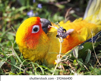 Sun Conure