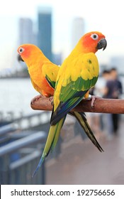 Sun Conure