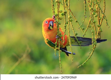 Sun Conure