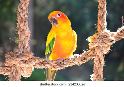 Sun Conure. Aratinga solstitialis 