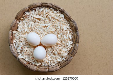 Sun Conure Bird Eggs Basket Stock Photo (Edit Now) 125270300