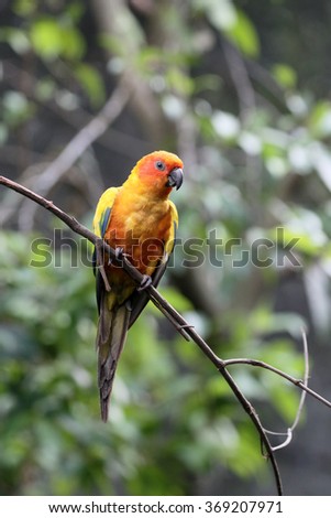 Sun conure or parakeet, Aratinga solstitialis, single bird on branch, captive, January 2016 Imagine de stoc © 