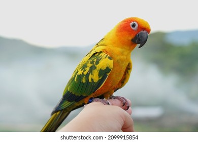 Sun Conure Parrot Or Bird Beautiful Is Aratinga Has Yellow On Hand Background Blur Mountains And Sky, (Aratinga Solstitialis) Exotic Pet Adorable, Native To Amazon