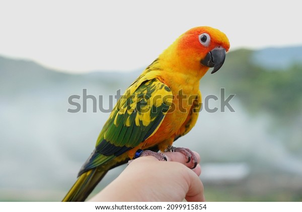 Sun conure parrot or bird\
Beautiful is aratinga has yellow on hand background Blur mountains\
and sky, (Aratinga solstitialis) exotic pet adorable, native to\
amazon