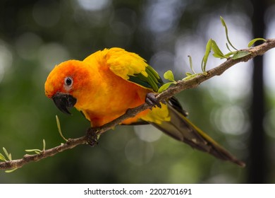 Sun Conure Parrot On The Tree