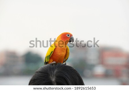 A sun conure parrot on a woman's head against a white background