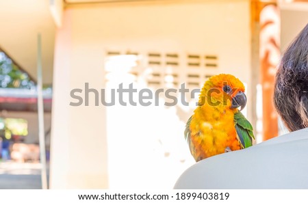 Sun Conure parrot yellow and green colours. Bird is standing on woman shoulder. Summertime. Copy space.