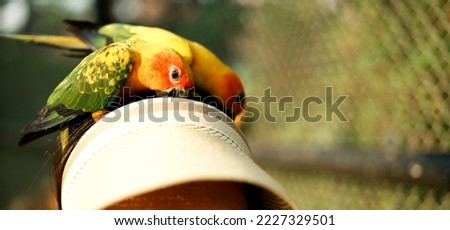 Sun Conure parrot yellow and green colours. Bird is standing on woman head. Summertime. Copy space.