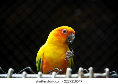 Sun conure parrot in zoo - Shutterstock ID 2227218549
