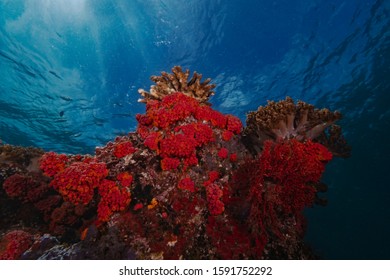 Sun Coral Close Below The Water Surface