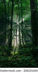 Sun creates rays as it shines through the trees