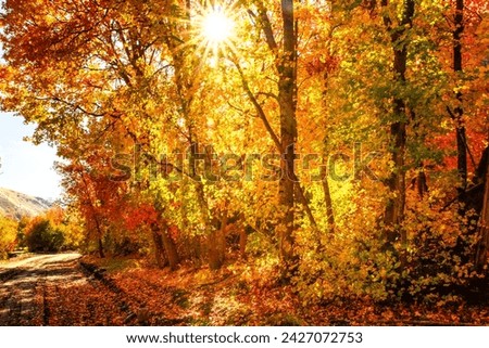 The sun cuts through the darkness of dimly lit forest on a beautiful fall morning.