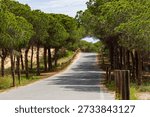 Sun dappled paved path winding through a lush green pine forest under a bright blue sky with white clouds in a serene outdoor setting, in la Marina, Alicante, Costa Blanca